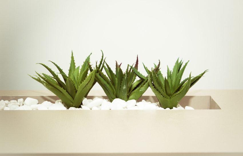 Hoe vaak moet ik mijn planten water geven?