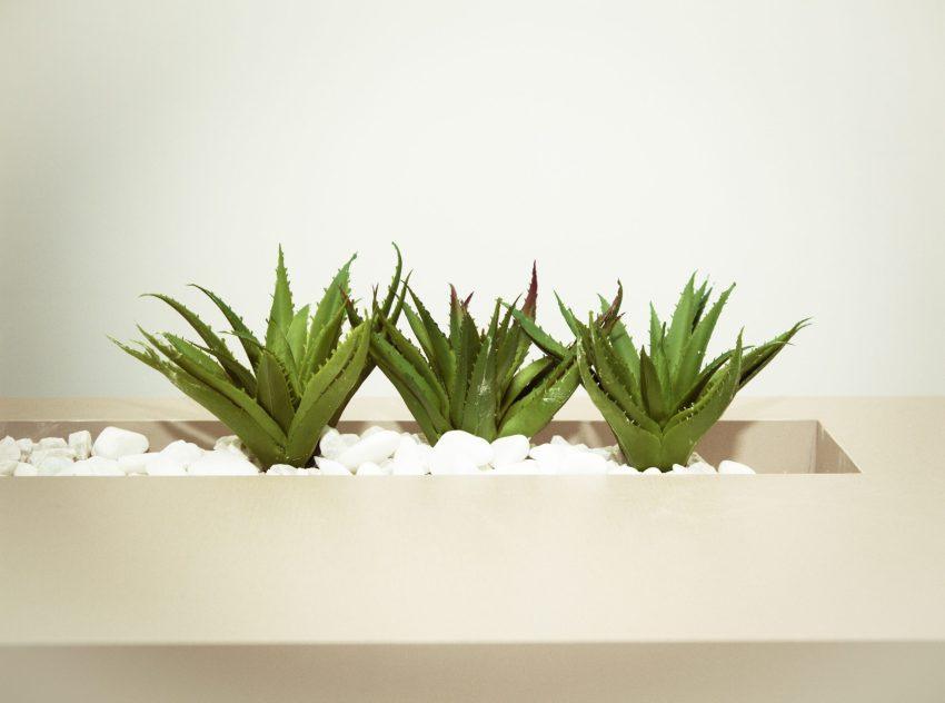 Hoe vaak moet ik mijn planten water geven?