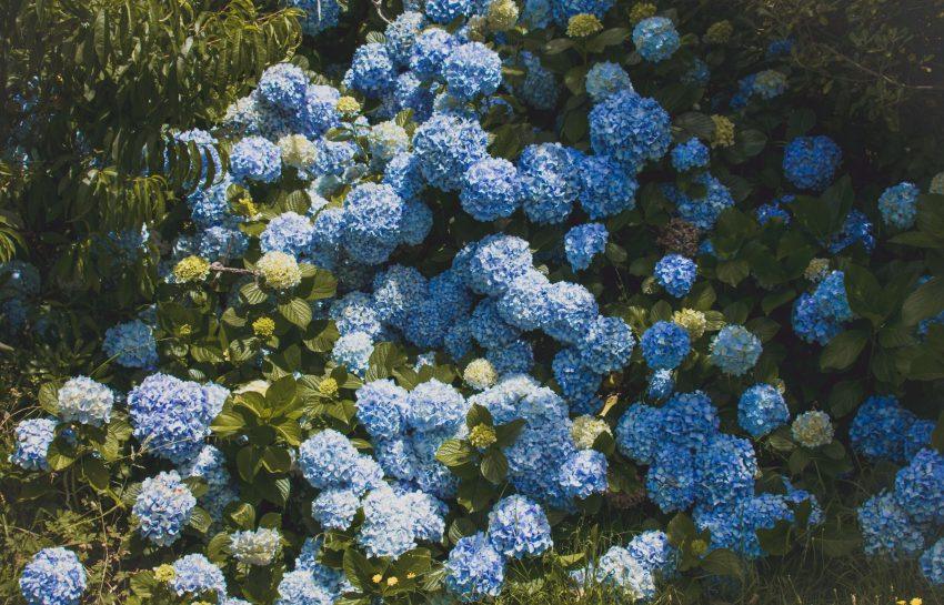 Hoveniers en biodiversiteit: hoe uw tuin bijdraagt aan lokale ecologie