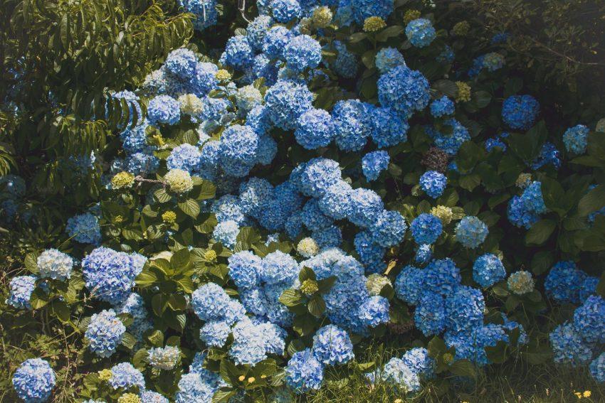 Hoveniers en biodiversiteit: hoe uw tuin bijdraagt aan lokale ecologie